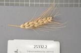 Click for 1 image(s) for this accession. Spike